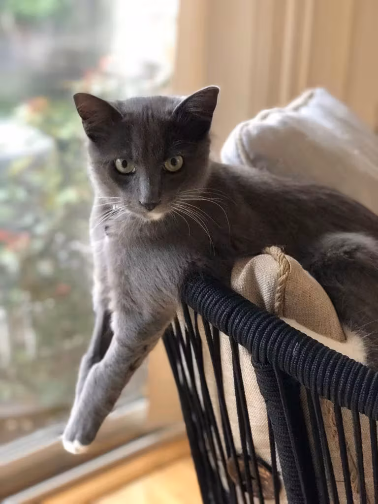 Détail dromadaire