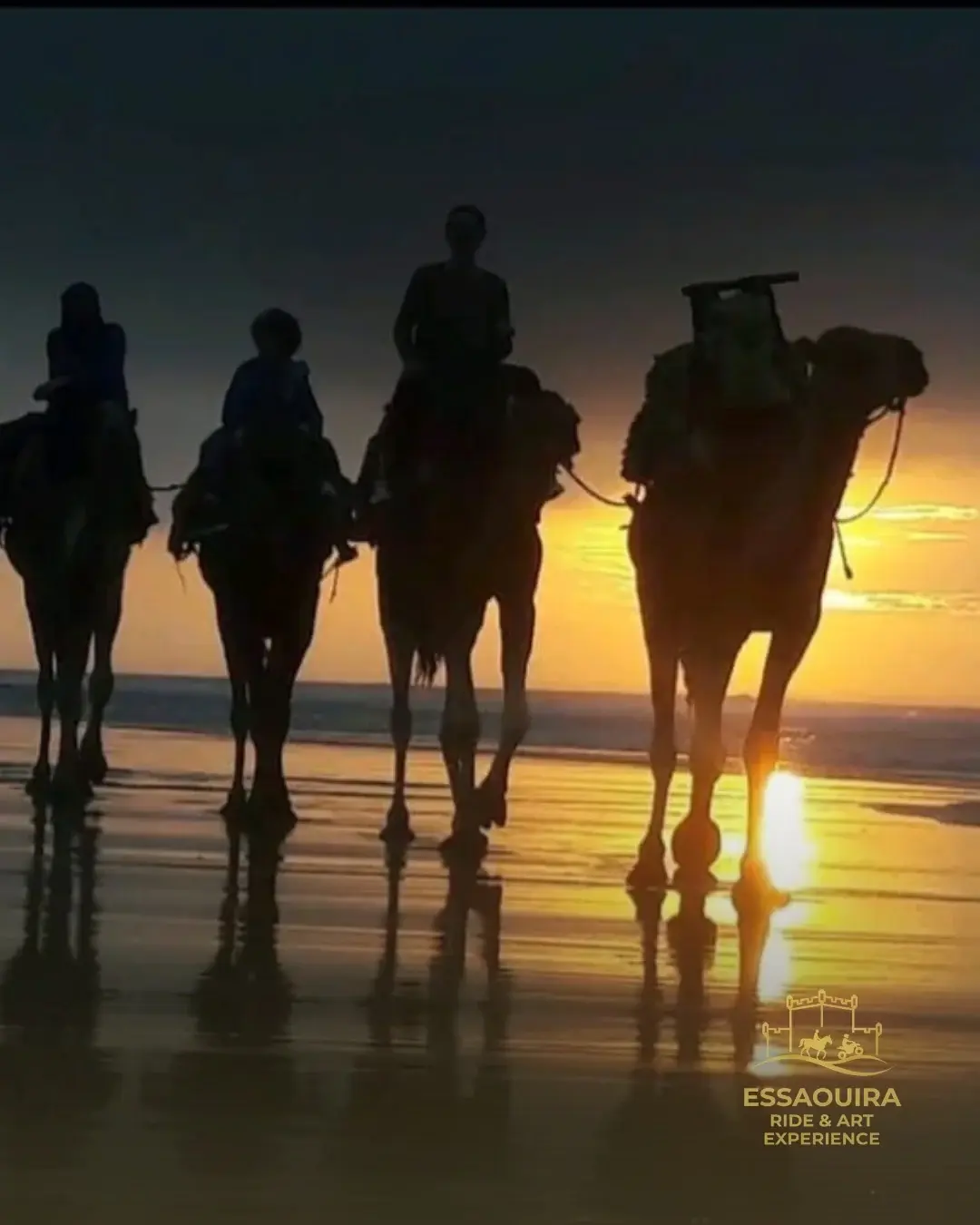 Caravane de dromadaires au coucher du soleil à Essaouira