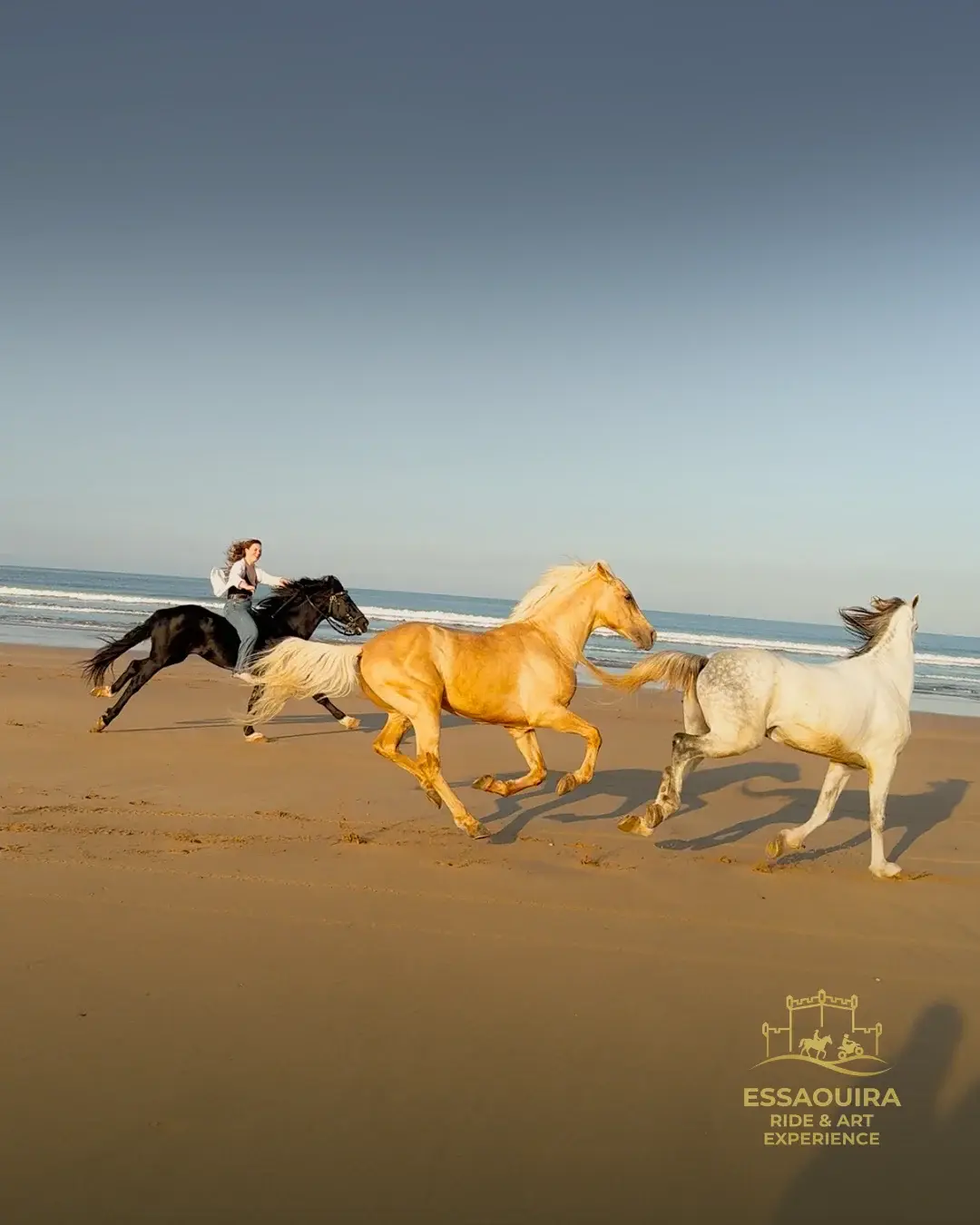 Cavaliers en bord de mer